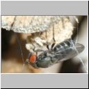 Cacoxenus indagator - Taufliege 02e 2-3mm.jpg